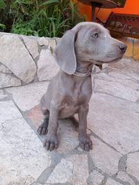 Cuccioli weimaraner