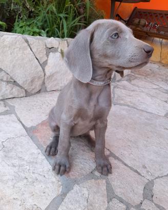 Cuccioli weimaraner