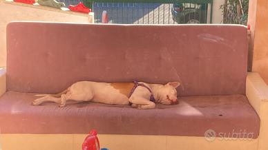 Cane Femmina Pittbull Anni 2