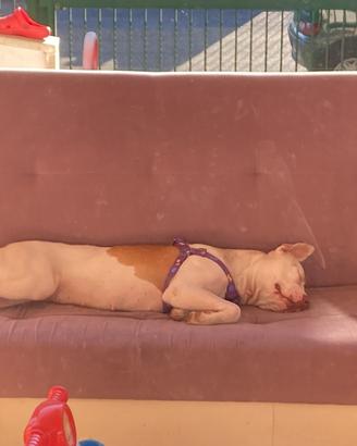 Cane Femmina Pittbull Anni 2