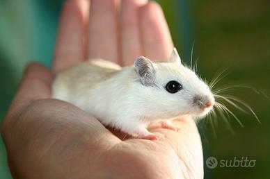 C.erco Gerbilli