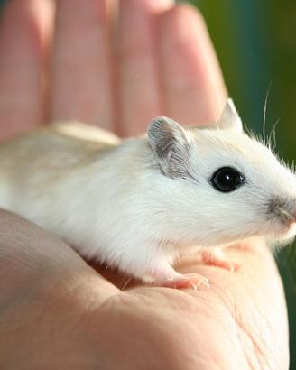 C.erco Gerbilli