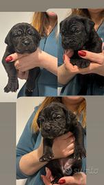 Cuccioli di cane corso con Pedigree