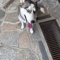 Cucciola di siberian husky