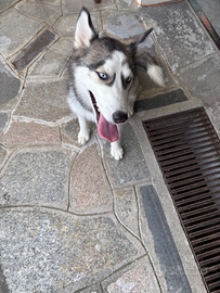 Cucciola di siberian husky