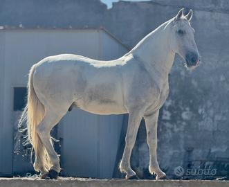 Cavallo Lusitano