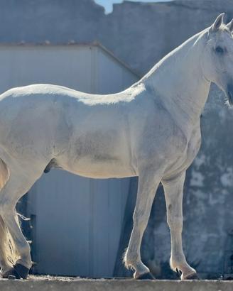 Cavallo Lusitano