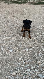 Jagdterrier