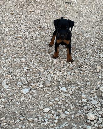 Jagdterrier