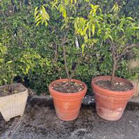 Vasi terracotta con limoni
