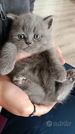 Cuccioli British