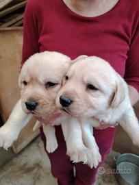 Cuccioli di Labrador retriever con pedigree ENCI