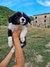 border-collie-super-consegna-a-domicilio