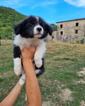 Border collie super consegna a domicilio