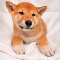 Cucciolo femmina di Shiba Inu rosso