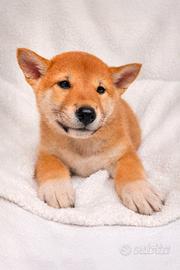 Cucciolo femmina di Shiba Inu rosso