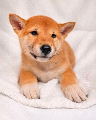 Cucciolo femmina di Shiba Inu rosso