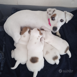 Cuccioli di jack Russell