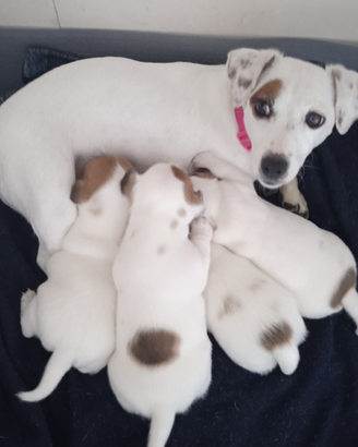 Cuccioli di jack Russell