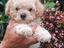 Immagine 1