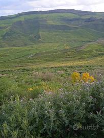 terreno agricolo 