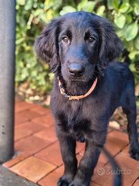Cucciolo disponibile