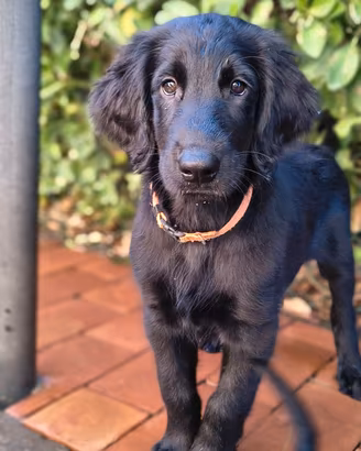 Cucciolo disponibile