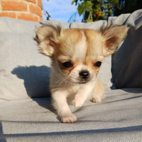 Cucciola di chihuahua mini mini pelo lungo
