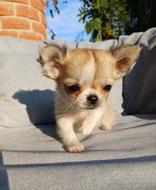Cucciola di chihuahua mini mini pelo lungo