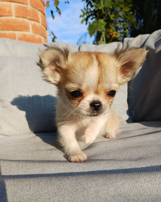 Cucciola di chihuahua mini mini pelo lungo
