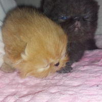 Gattini Persiani Esotici