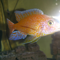 Ciclide Aulonocara Red Dragon