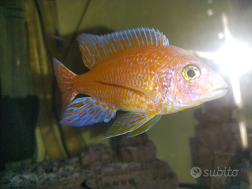 Ciclide Aulonocara Red Dragon