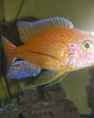 Ciclide Aulonocara Red Dragon/super red