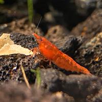 Neocaridine rosse - red cherry