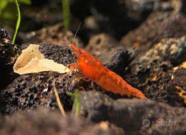 Neocaridine rosse - red cherry