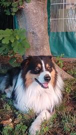 Stallone Maschio Australian Shepherd monta