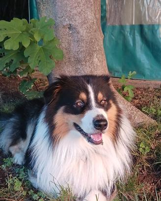 Stallone Maschio Australian Shepherd monta