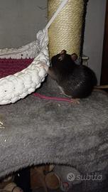 Black standard smooth