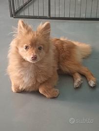 Volpino di Pomerania