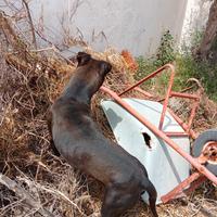 American Pitbull terrier