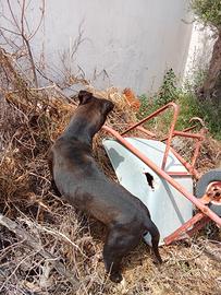 American Pitbull terrier