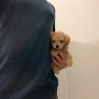 Maltipoo fulvo mini toy barboncino maltese