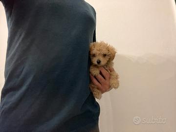 Maltipoo fulvo mini toy barboncino maltese