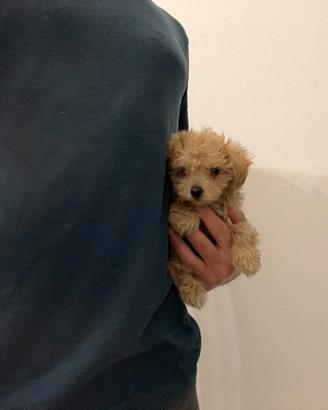 Maltipoo fulvo mini toy barboncino maltese