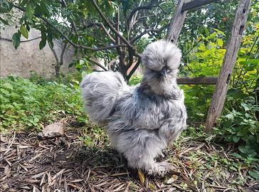 Galline moroseta