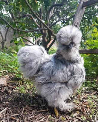 Galline moroseta