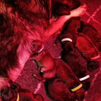 Cuccioli pastore tedesco a pelo lungo