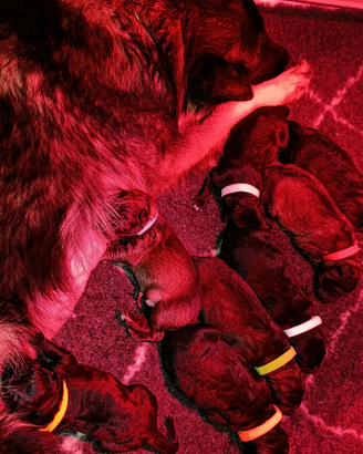 Cuccioli pastore tedesco a pelo lungo