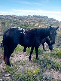 Cavalla puledra appaloosa